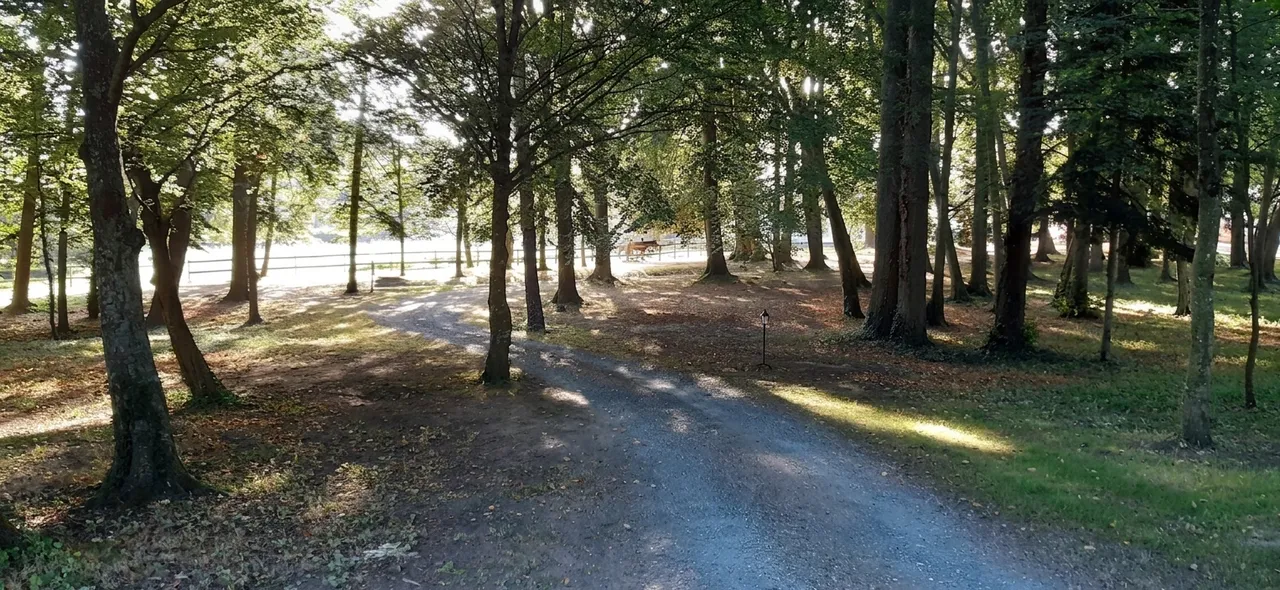 L’allée sous les arbres