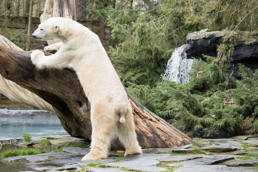 Un ours blanc adossé à un tronc, au bord de son bassin